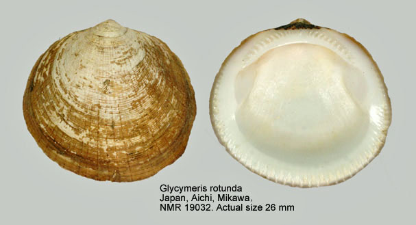 Glycymeris rotunda.jpg - Glycymeris rotunda(Dunker,1882)